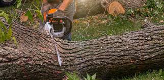 Best Fruit Tree Pruning  in Stanley, VA