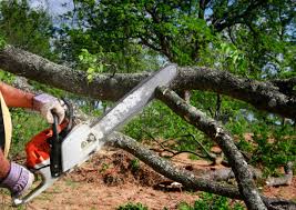 Best Tree Health Inspection  in Stanley, VA