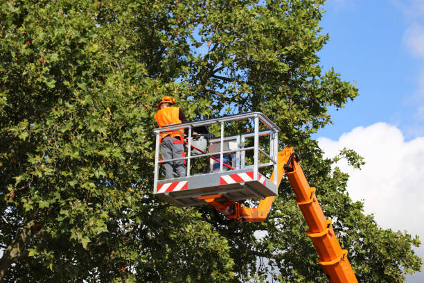 Best Weed Control  in Stanley, VA