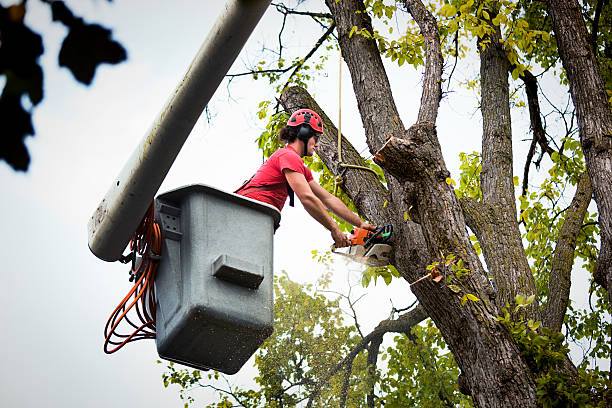 Best Tree Mulching  in Stanley, VA